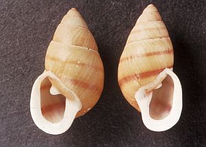 Shells